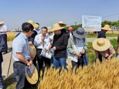 我国科研团队取得小麦赤霉病防控